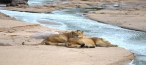 Kruger park private safaris