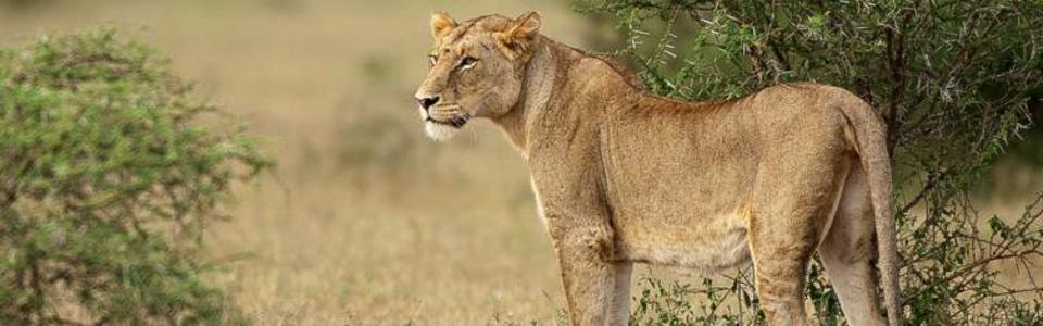 Kruger national park safari