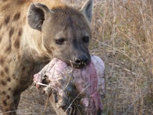 Jaws of the Hyena By Elephant Herd Tours & Safaris