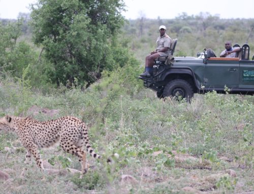 The Top Kruger Travel Trends for 2026