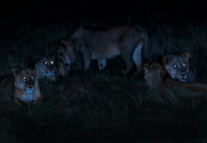 Kruger Night Safari