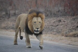 Kruger park day tour