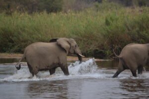 Kruger park day tour