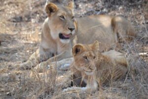 Kruger park day tour