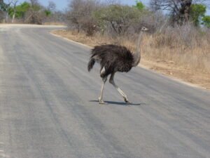 Kruger park day tour
