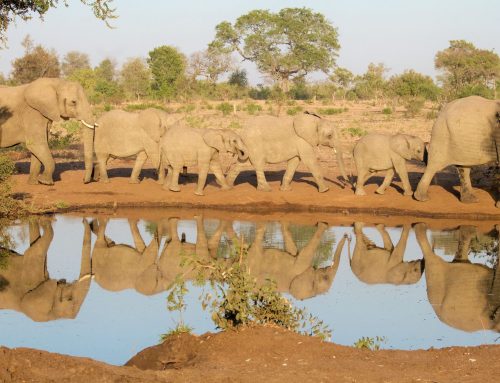 Historic Flooding Causes R500 Million in Damages in the Kruger National Park