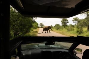 Safaris in the Kruger Park
