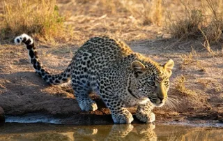 Romantic getaway in South Africa with scenic landscapes and luxury safari accommodation for couples