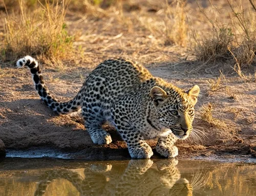 Romantic Safari Experiences in Kruger Park for Couples
