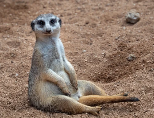 Romantic Safari Experiences in Kruger Park for Couples
