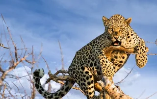Big 5 Kruger National Park guide for 2026 showing where to see lion, leopard, rhino, elephant, and buffalo on safari.