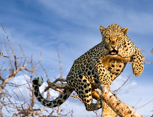 Big 5 Kruger National Park guide for 2026 showing where to see lion, leopard, rhino, elephant, and buffalo on safari.
