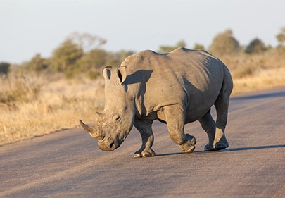 Big Five rhino spotted near an elephant herd during an African safari wildlife sighting.