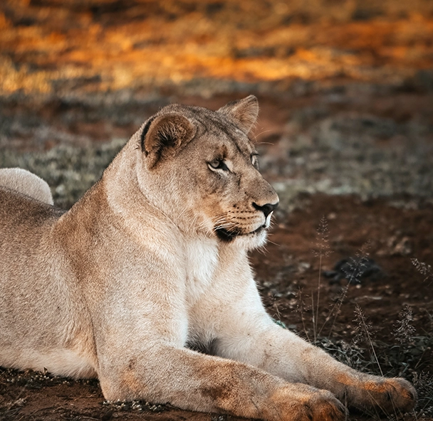 lioness seen on kruger national park