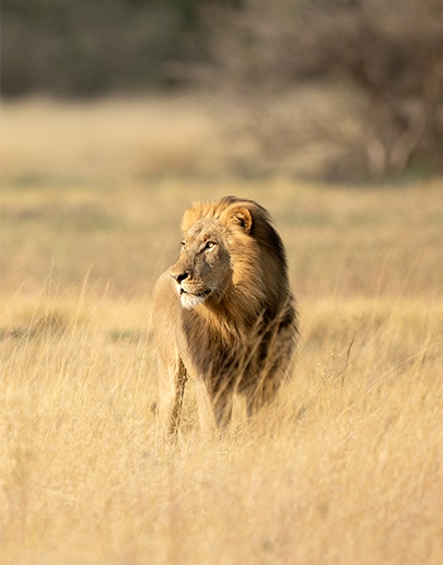 Majestic lion looking toward the sun while standing in long grass during an African safari.