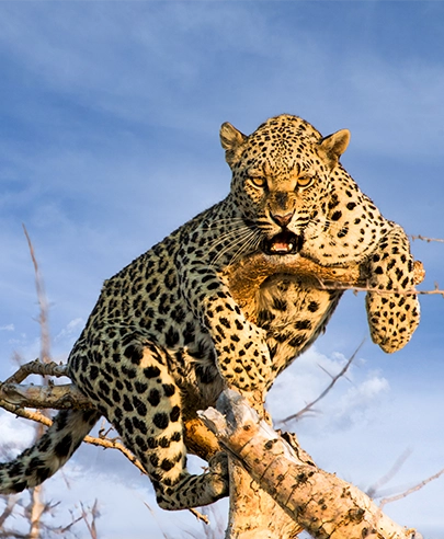 Territorial leopard resting on a tree branch during a South African safari wildlife sighting.