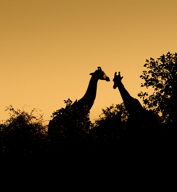 two giraffees seen on Kruger National Park safari
