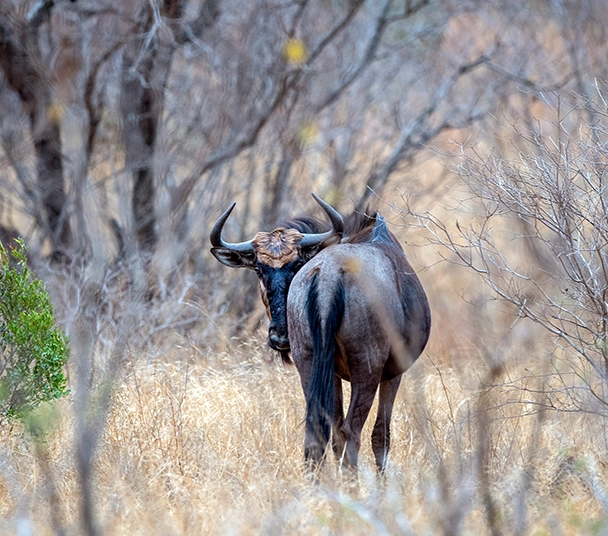 wildebeest seen on kruger national park safari
