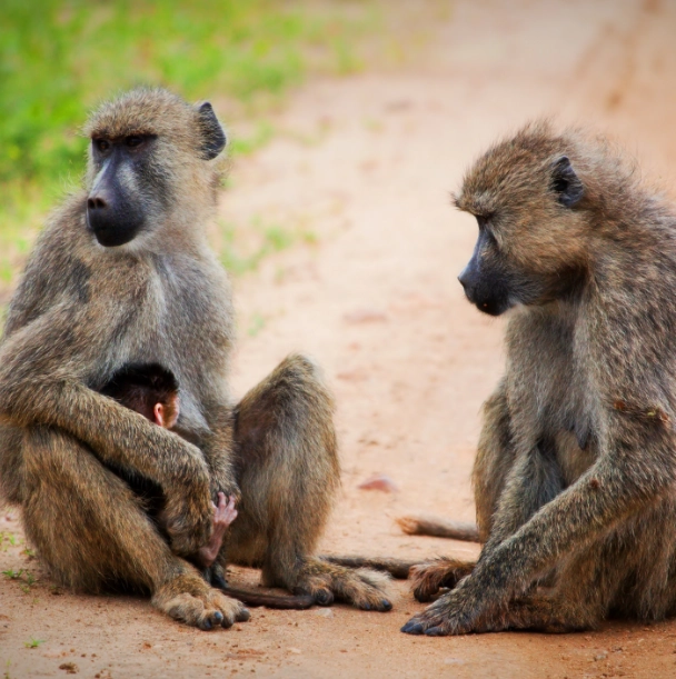 Babboons seen on Kruger National Park safari