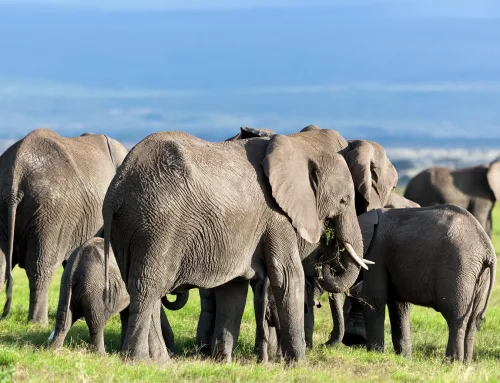 South Africa Earns Top Position as a Holiday Destination