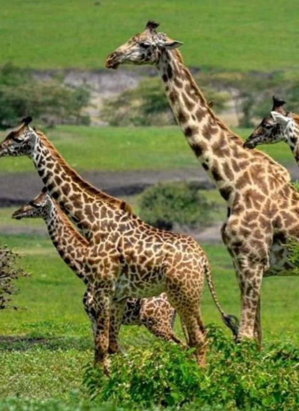 giraffees seen on family safari