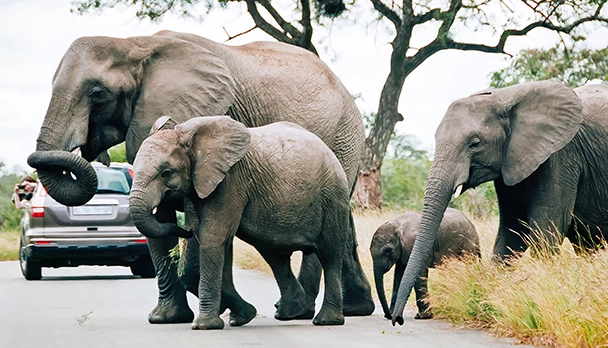 Elephants seen on Kruger National Park safari package Elephants seen on Kruger National Park safari