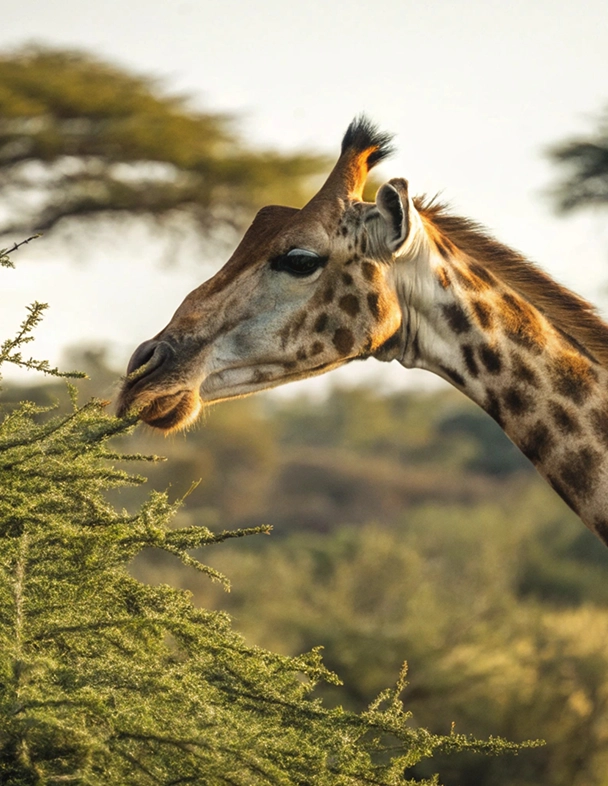 Giraffee seen on Kruger National Park safaris Giraffe seen on Kruger National Park Safari Package