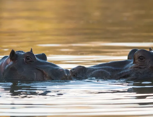 How many days do you need in the Kruger? A guide
