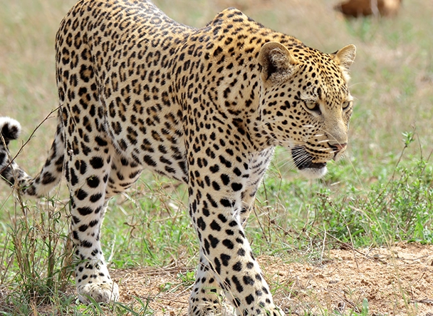 Leopard seen on Kruger National Park safari package Leopard seen on Kruger National Park safari Packages