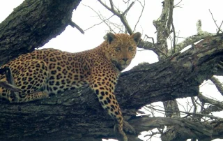 Leopard in a tree seen on Kruger Park safari