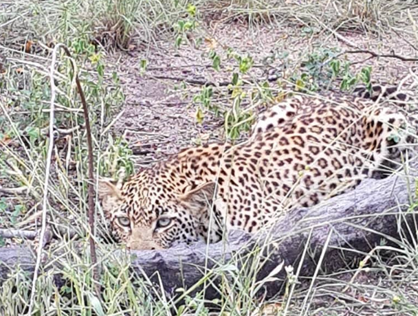 Leopard in the grass seen on Kruger National Park safari Leopard in the grass seen on Kruger National Park safari