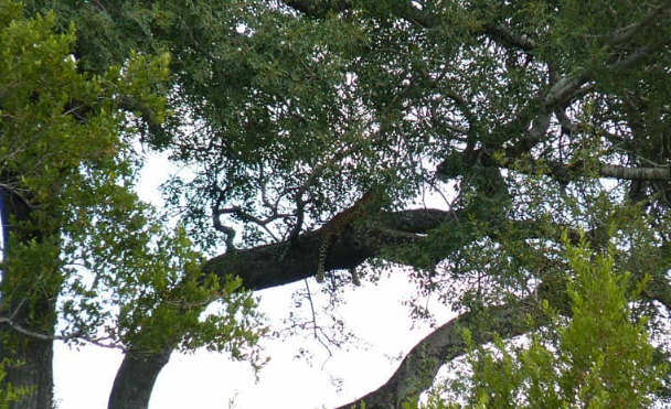Leopard seen on Kruger National Park safari Leopard seen on Kruger National Park safari